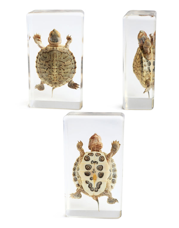 Edward Bess - "Slow Going"