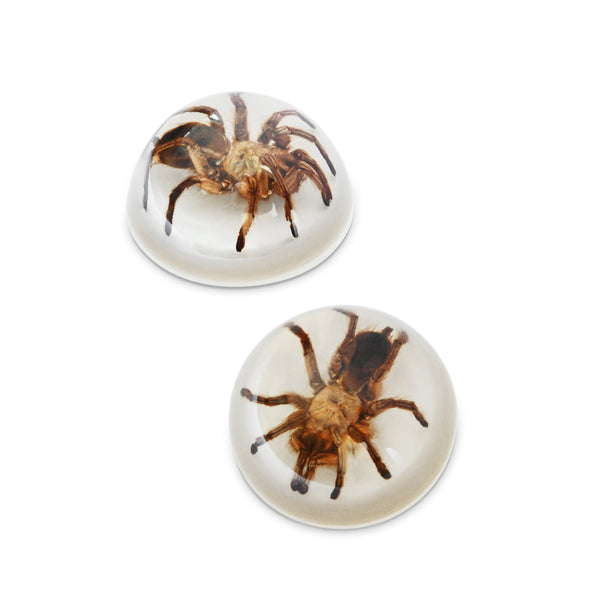 Edward Bess - "World Wide Web"